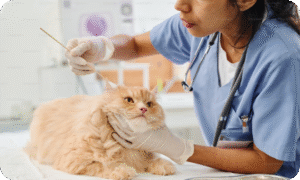 Solution for grooming behaviorproblem